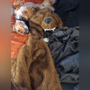 Workaholics show official bear coat festival